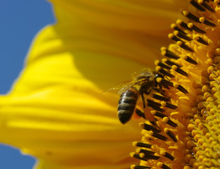 bee and sunflower