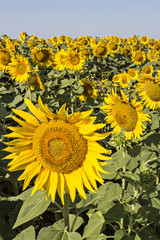 Sunflowers field under the summer blue sky and bright sun lights