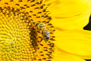 A bee on sunflower under bright sun lights, close-up