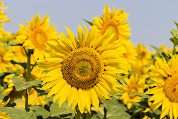 Sunflowers field under the summer blue sky and bright sun lights