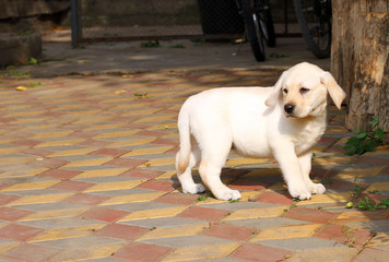 yellow happy labrador puppy in garden