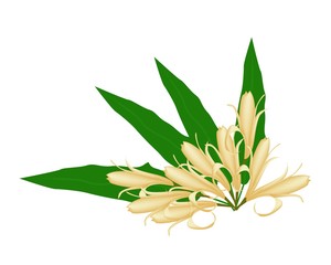 Fototapeta premium Yellow Michelia Alba or Michelia Champaca on Tree