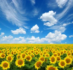 Acrylic prints Sunflower sunflowers field