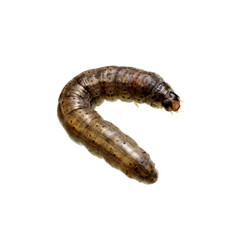  caterpillar