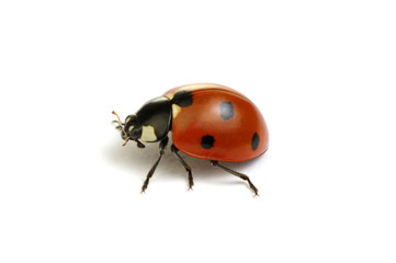 Ladybug