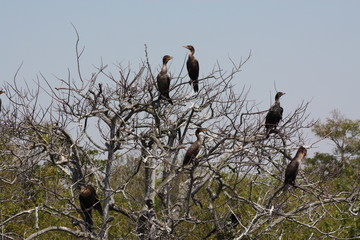 anhinga tree
