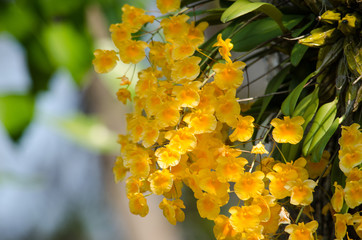 Lindley's Dendrobium is beautiful flower and have yellow colour