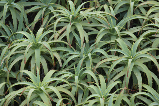 Aloe vera green plant background in horizontal format. Azores.