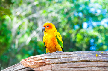 Parrot sitting on the perch