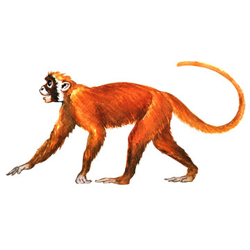 Red monkey, animal, isolated