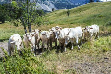 Fototapeta premium grazing cows in the french alps