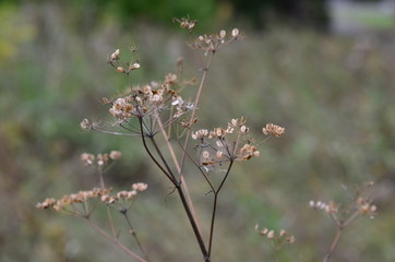 the dried-up plants in the autumn wood park