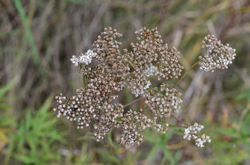 the dried-up plants in the autumn wood park