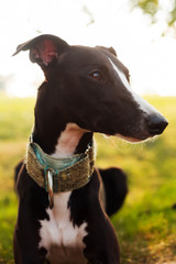 A beautiful whippet dog resting in the garden