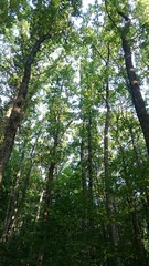 Деревья в лесу в солнечный день.