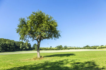 apple tree in rural landscape
