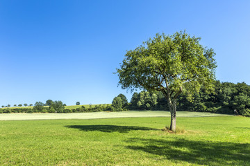 apple tree in rural landscape