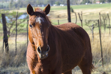 Obraz premium Horse closeup portrait retired aged to paddock pastures