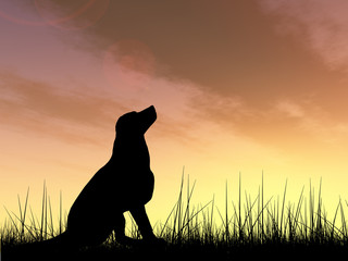 Dog silhouette in grass at sunset
