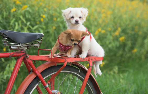the dogs