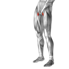 Conceptual 3D human front upper leg muscle anatomy