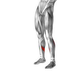 Conceptual 3D human front lower leg muscle anatomy