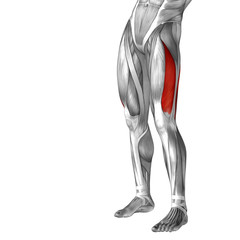 Conceptual 3D human front upper leg muscle anatomy
