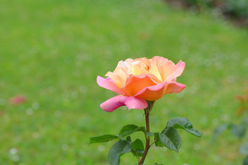 Fototapeta premium Rose flowers