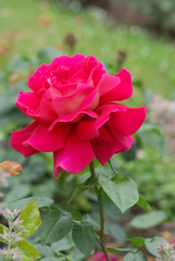 Obraz premium Rose flowers