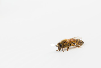 Honeybee on white surface with light shadow 
