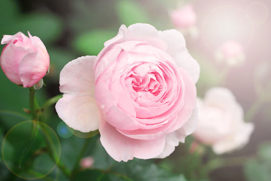 Abstract blur and soft pink rose in a garden