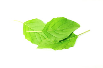 Medicinal tulsi or holy basil indian herb on white background