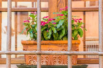 vintage window with railings and Impatiens Sultanii