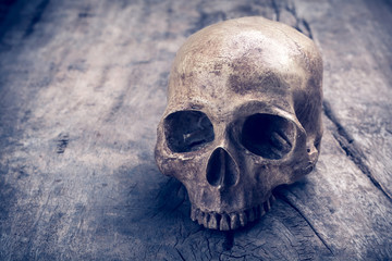 still life with skull human on old wooden
