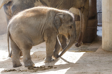 Elefante © josevgluis