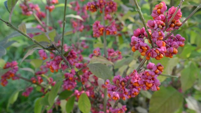 euonymus in the autumn coloring of foliage