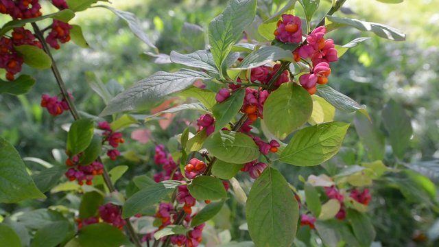 euonymus in the autumn coloring of foliage