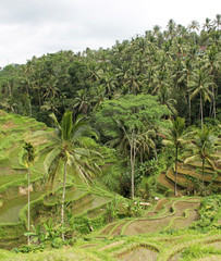 Fototapeta premium Rice terraces in Bali, Indonesia.