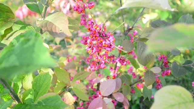 euonymus in the autumn coloring of foliage