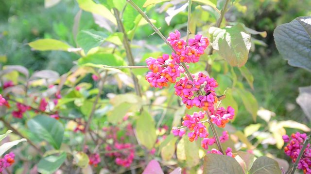 euonymus in the autumn coloring of foliage
