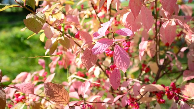 euonymus in the autumn coloring of foliage