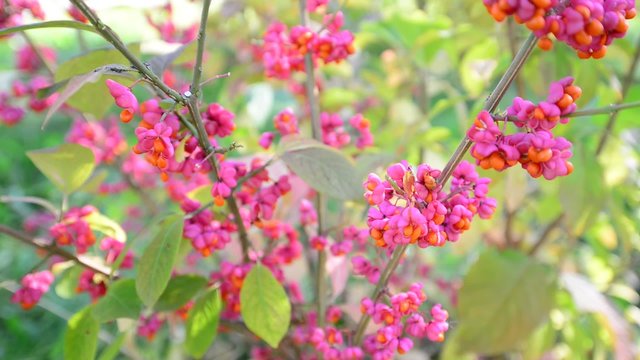 euonymus in the autumn coloring of foliage