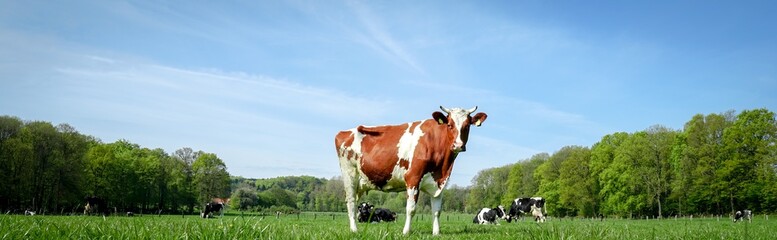 Fototapeta na wymiar Rotbunte Kuh auf einer Sommerwiese