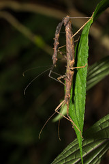 Hong Kong spiny stick insect mating on green leaf