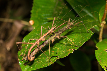 Hong Kong spiny stick insect mating on green leaf