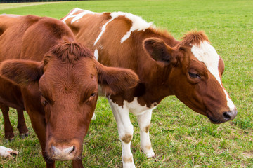 Naklejka na ściany i meble cows in the field in green meadow farm