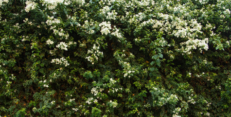 Fototapeta na wymiar Flower wall background