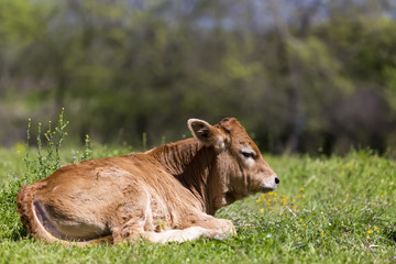 Small cute calf sitting on the green meadow. Newborn baby cow.