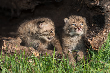 Naklejka premium Baby Bobcats (Lynx rufus) Look Up in Log