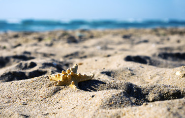 sea shells with sand as background